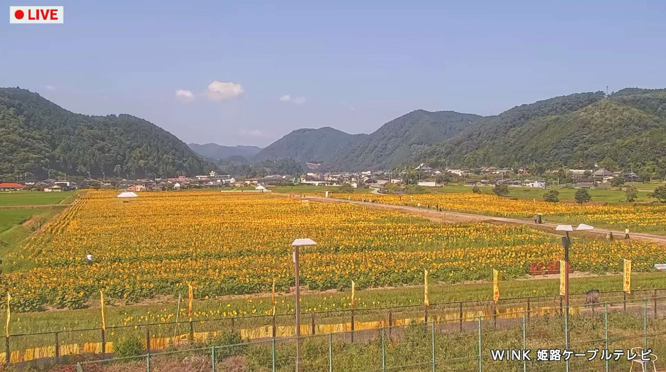 南光ひまわり畑ライブカメラ(兵庫県佐用町林崎)