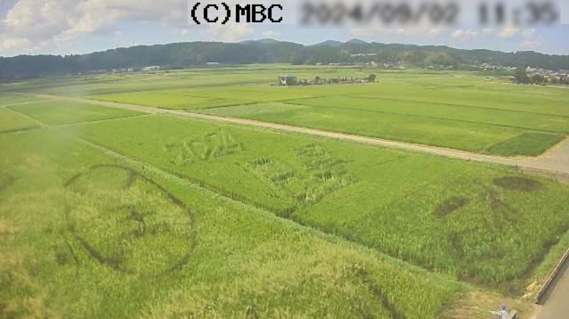 MBCたべた田んぼアートライブカメラ(鹿児島県南九州市川辺町田部田)