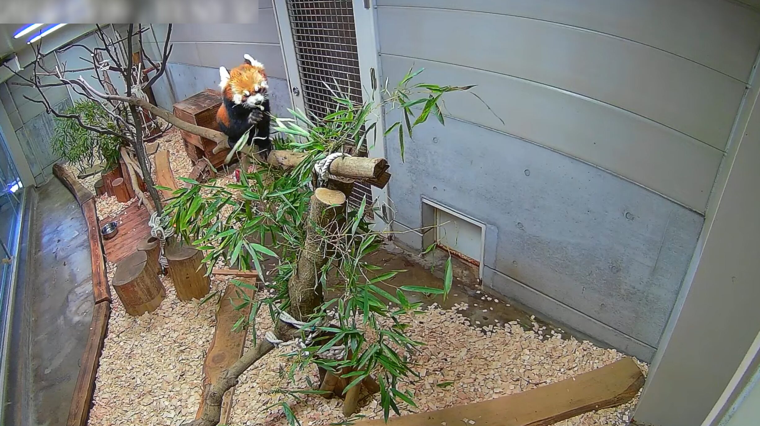 羽村市動物公園レッサーパンダライブカメラ(東京都羽村市羽)