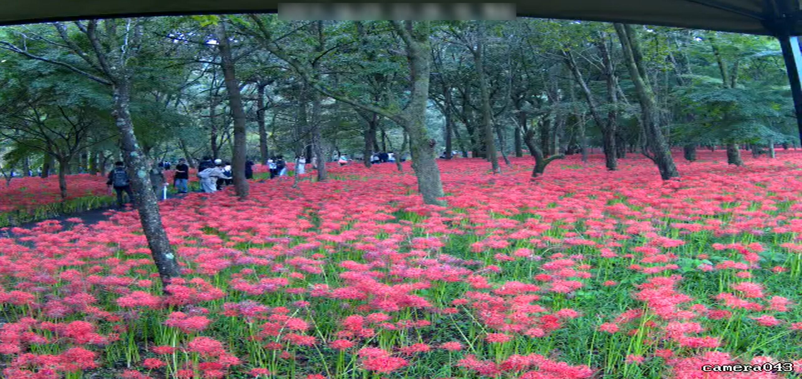 巾着田曼珠沙華公園ライブカメラ(埼玉県日高市高麗本郷)