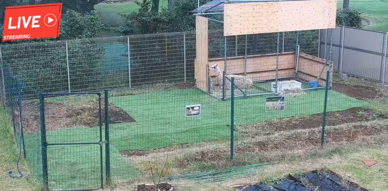 エクス動物園リャマライブカメラ(千葉県松戸市高塚新田)