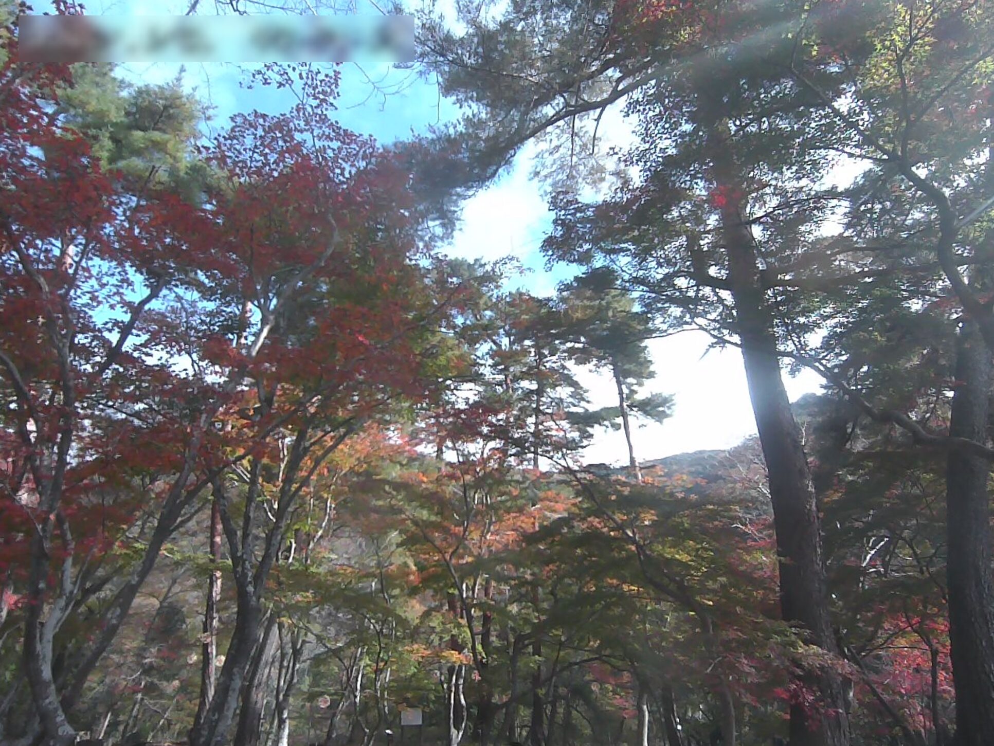 月の石もみじ公園ライブカメラ(埼玉県長瀞町長瀞)