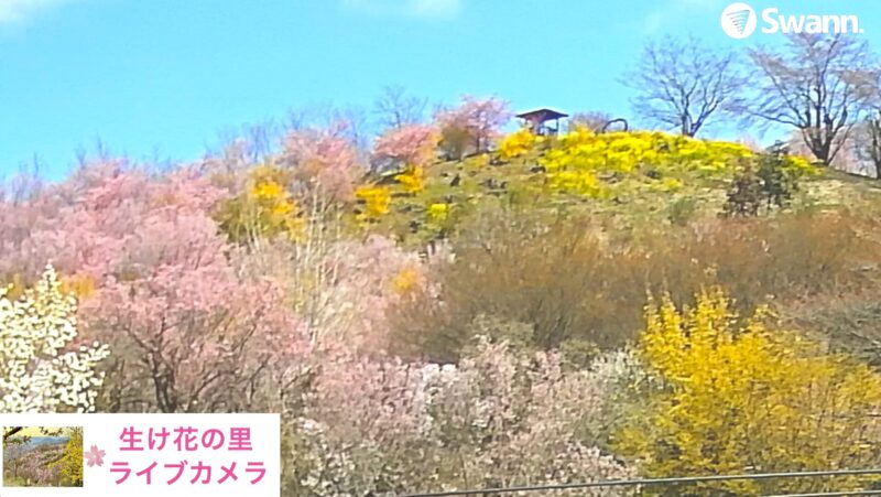 花見山生け花の里ライブカメラ(福島県福島市渡利)