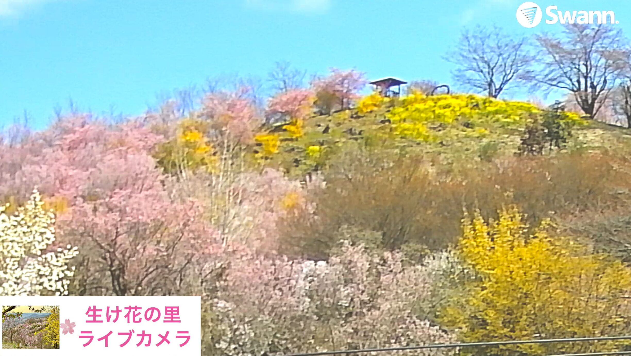 花見山生け花の里ライブカメラ(福島県福島市渡利)