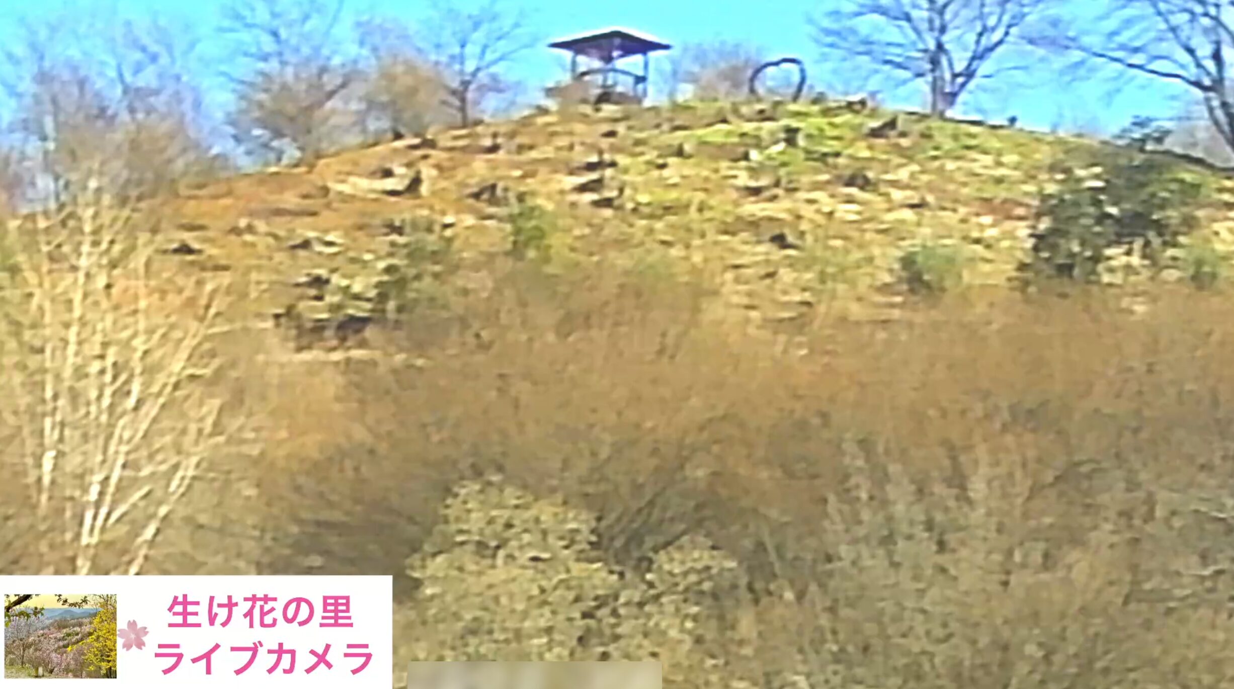 花見山生け花の里ライブカメラ(福島県福島市渡利)