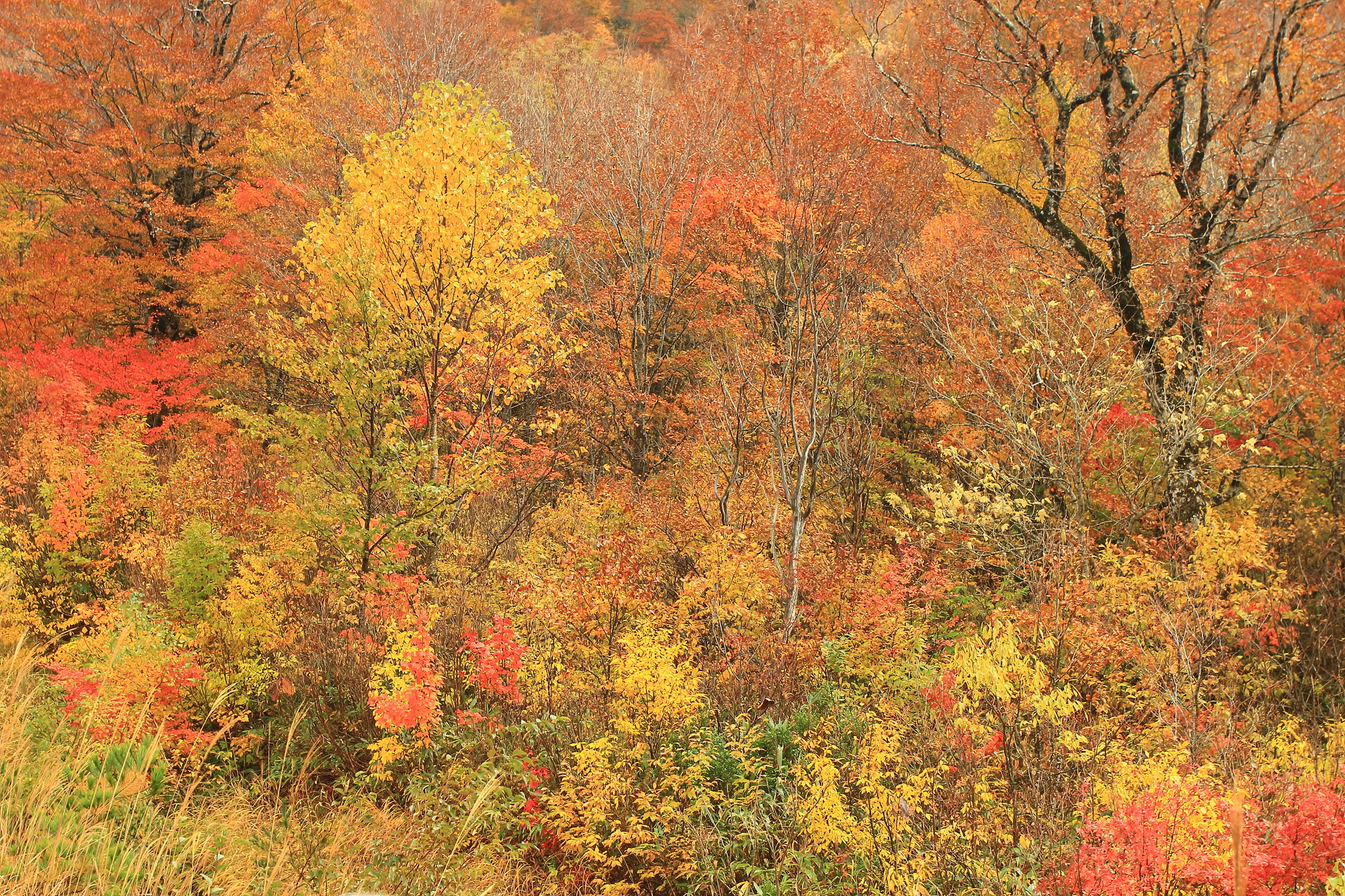 舟鼻峠(群馬県昭和村～福島県下郷町)ライブカメラ一覧