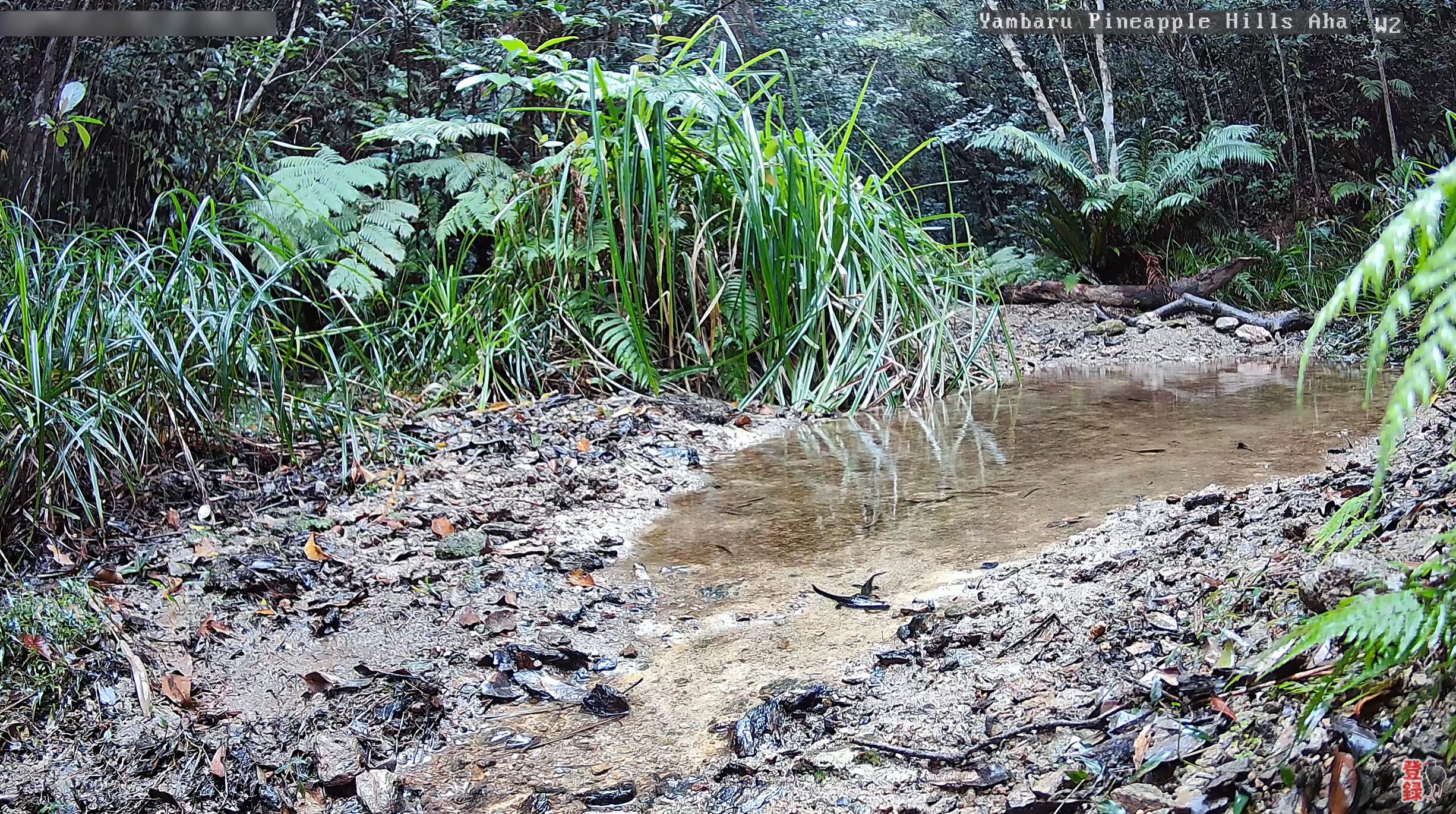 道の駅やんばるパイナップルの丘安波観察棟水場W2水場ライブカメラ(沖縄県国頭村安波)