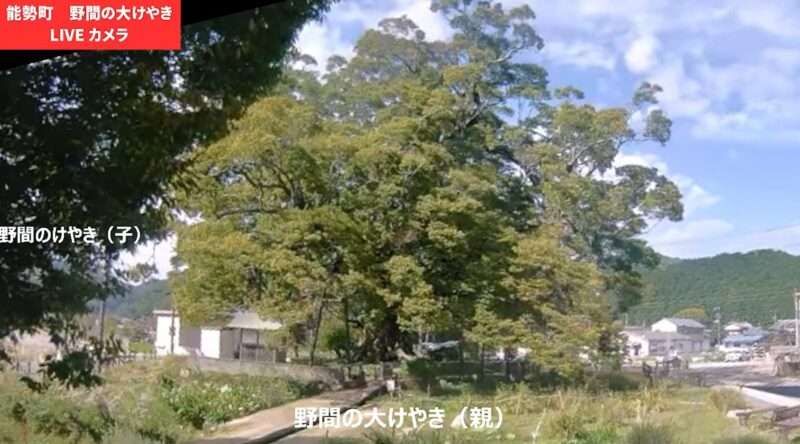 野間の大ケヤキライブカメラ(大阪府能勢町野間稲地)