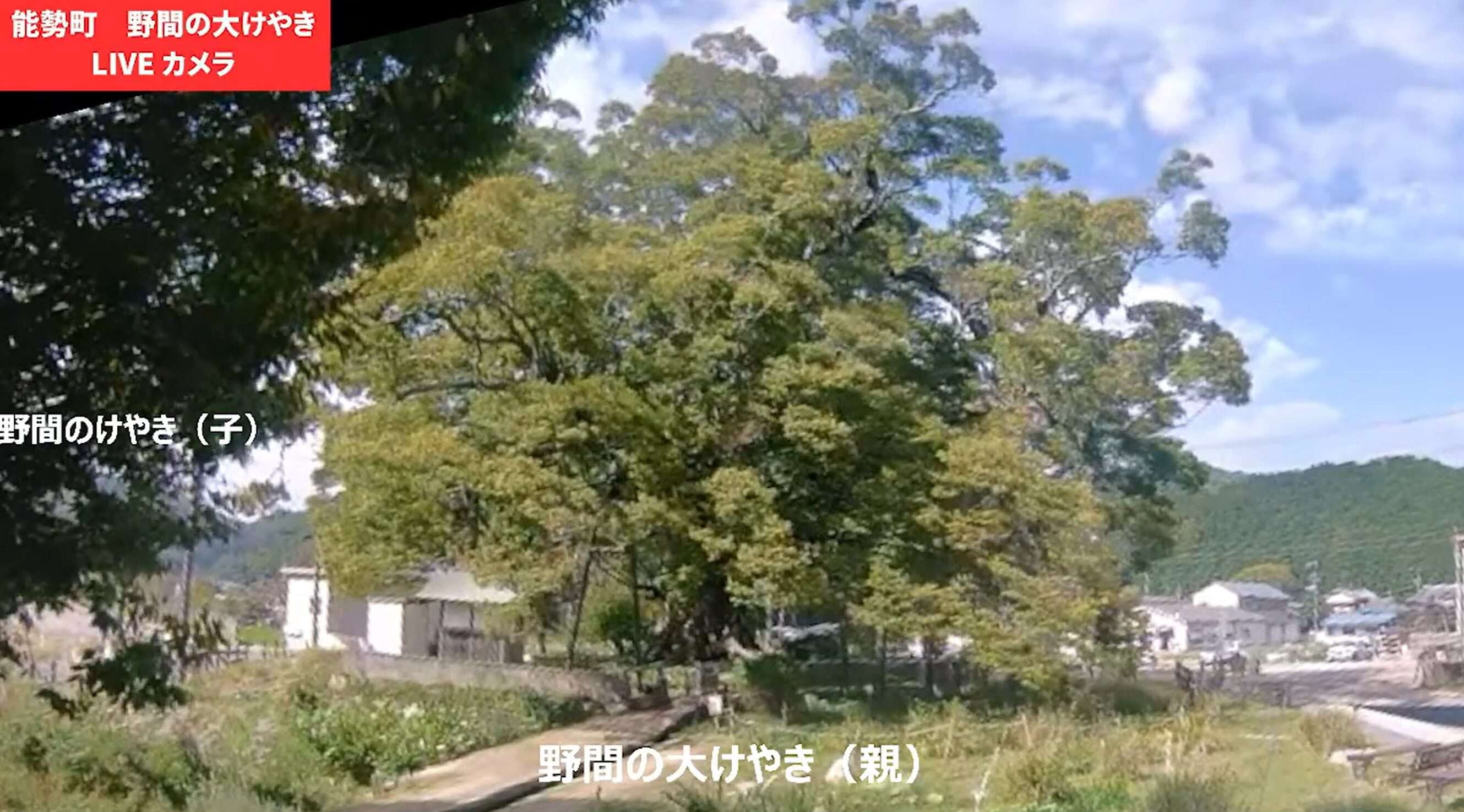 野間の大ケヤキライブカメラ(大阪府能勢町野間稲地)