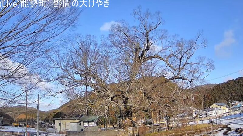 野間の大ケヤキライブカメラ(大阪府能勢町野間稲地)