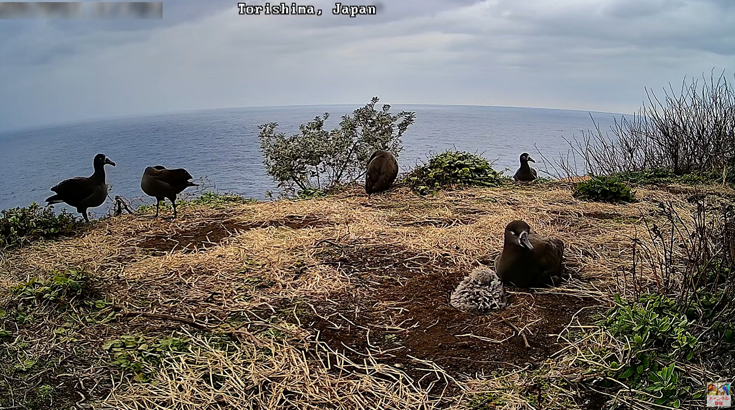 伊豆諸島鳥島アホウドリカメラ(東京都青ヶ島村)