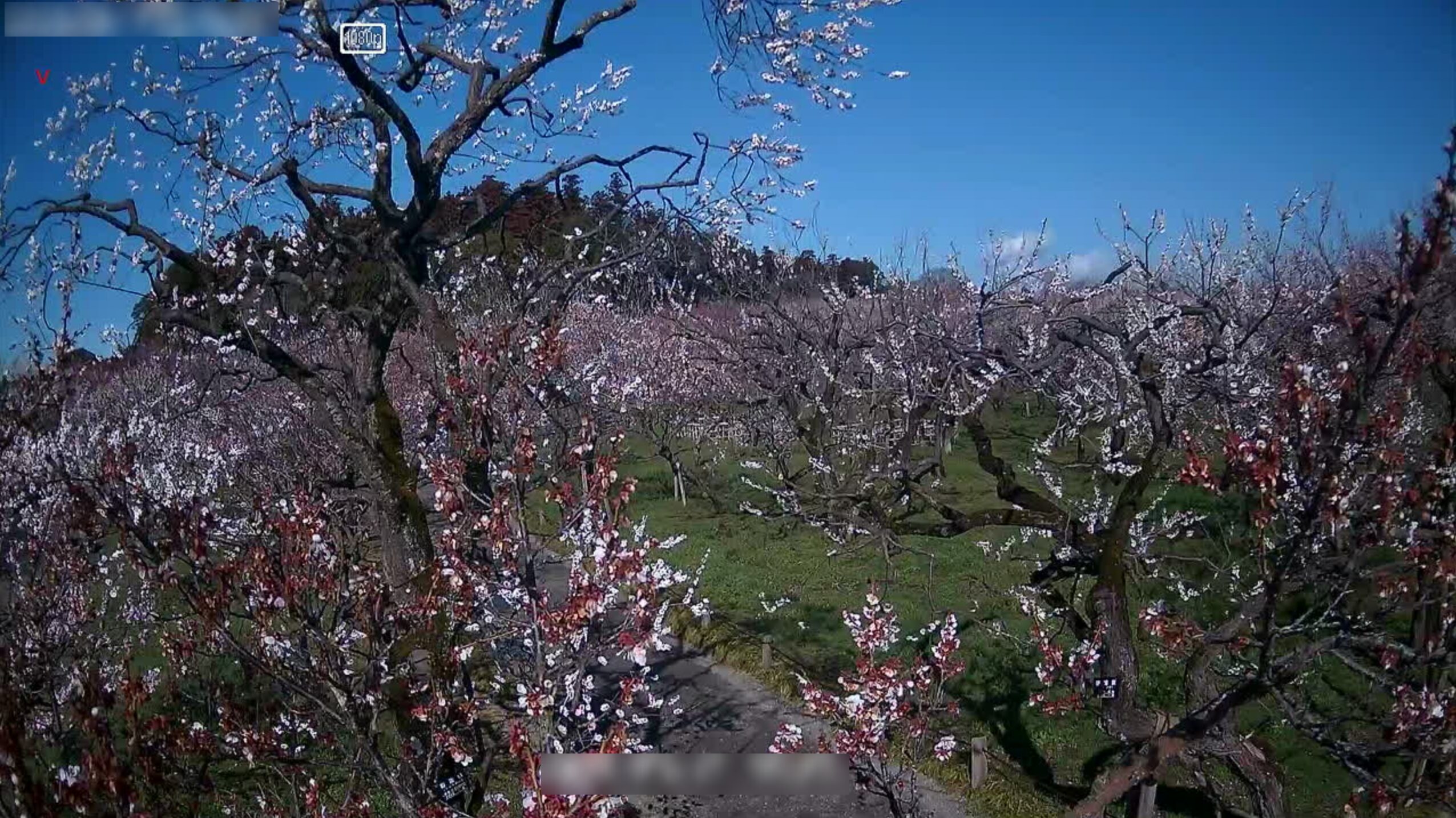 偕楽園東門梅林ライブカメラ(茨城県水戸市常磐町)