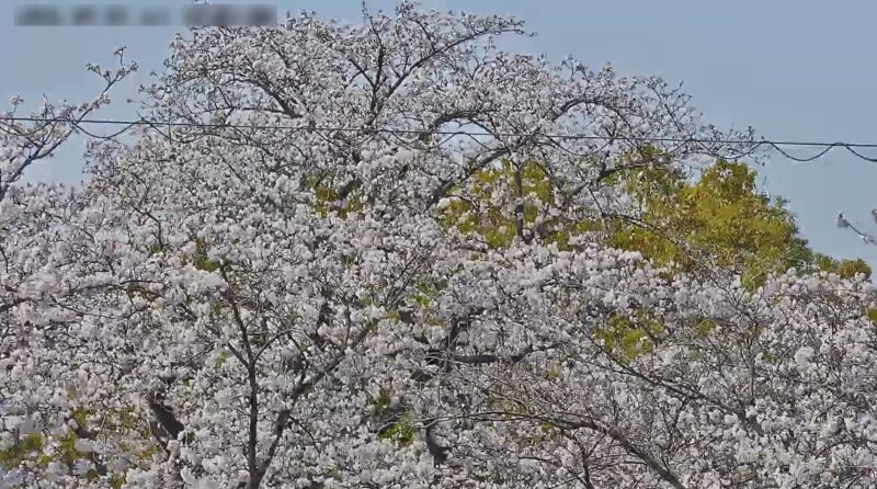 岩倉五条川桜並木ライブカメラ(愛知県岩倉市下本町)