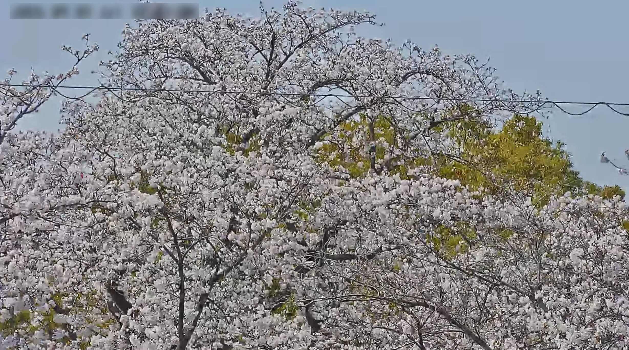岩倉五条川桜並木ライブカメラ(愛知県岩倉市下本町)