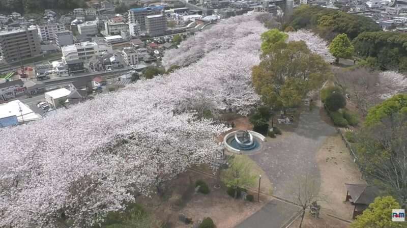 中尾城公園桜ライブカメラ(長崎県長与町吉無田郷) 2026年4月3日 桜