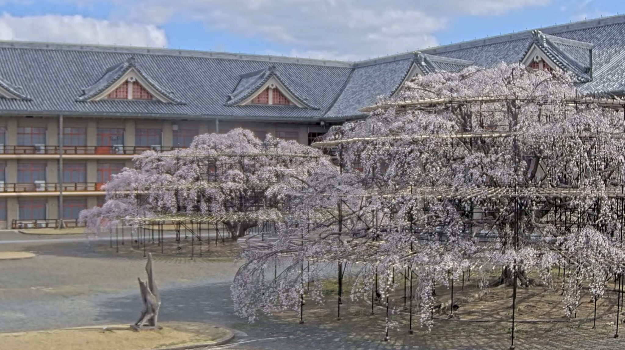 天理教教会本部しだれ桜ライブカメラ(奈良県天理市豊田町) | ライブカメラDB