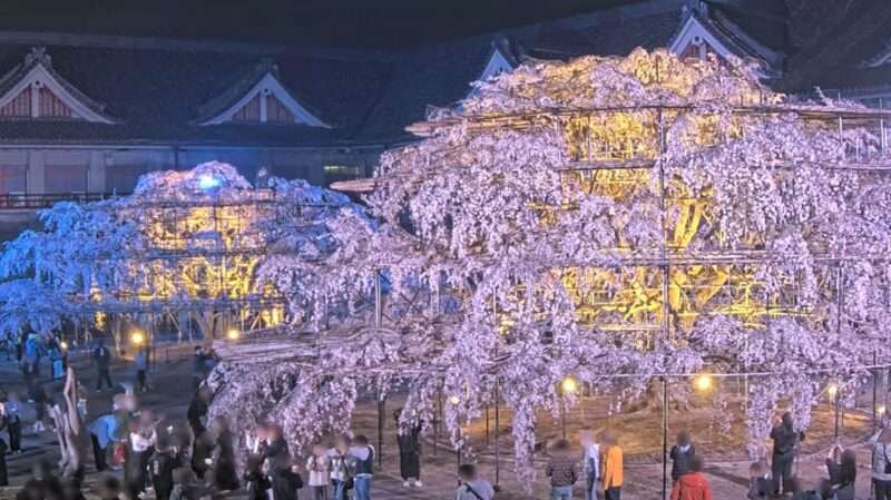 天理教教会本部しだれ桜ライブカメラ(奈良県天理市豊田町) 2026年3月29日 夜桜ライトアップ