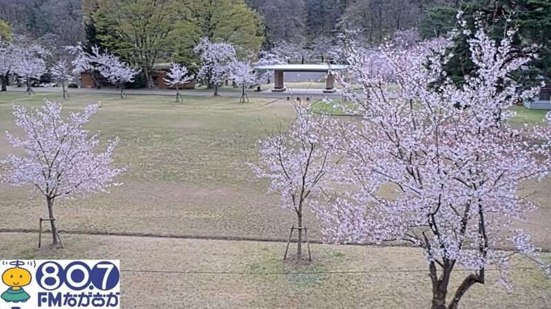 悠久山公園自由広場ライブカメラ(新潟県長岡市御山町)
