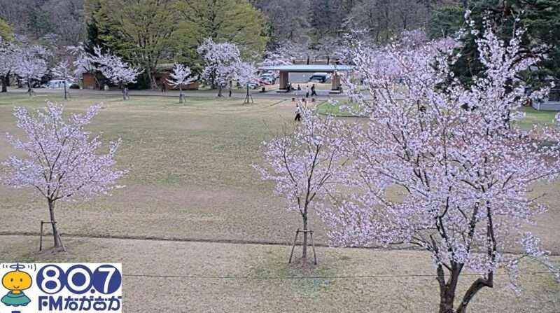悠久山公園自由広場ライブカメラ(新潟県長岡市御山町) 2026年4月13日 桜開花状況
