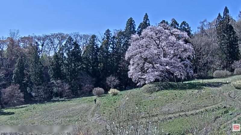 秋山の駒ザクラライブカメラ(福島県川俣町秋山)