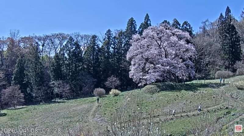 秋山の駒ザクラライブカメラ(福島県川俣町秋山) 2026年4月8日 桜開花状況
