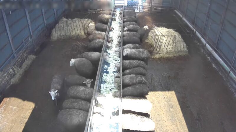 石狩ひつじ牧場3号舎南ライブカメラ(北海道石狩市樽川)