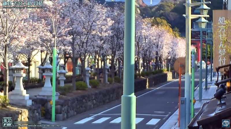鎌倉若宮大路段葛桜第3ライブカメラ(神奈川県鎌倉市小町)
