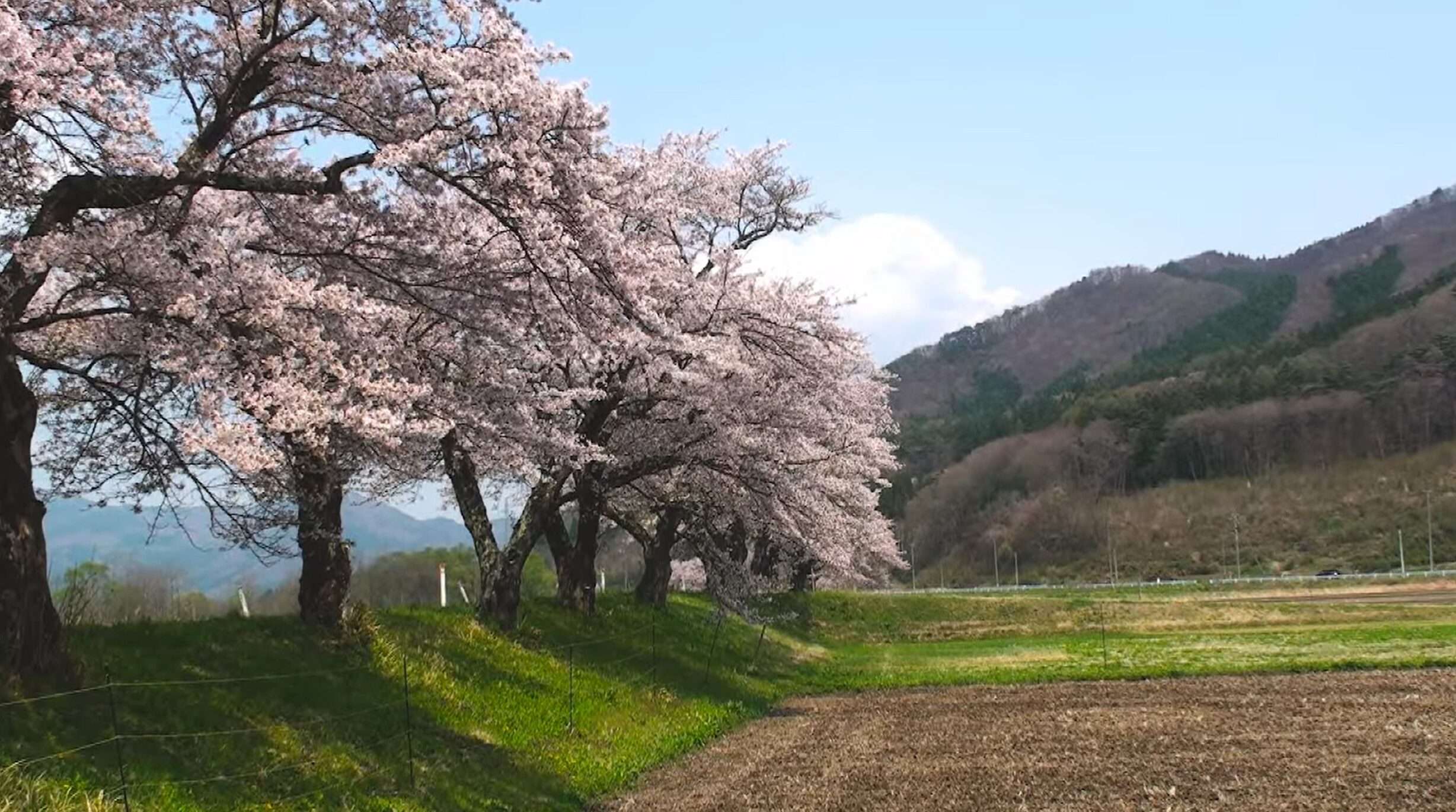 上鱒沢猿ヶ石川沿い桜並木ライブカメラ(岩手県遠野市宮守町上鱒沢)