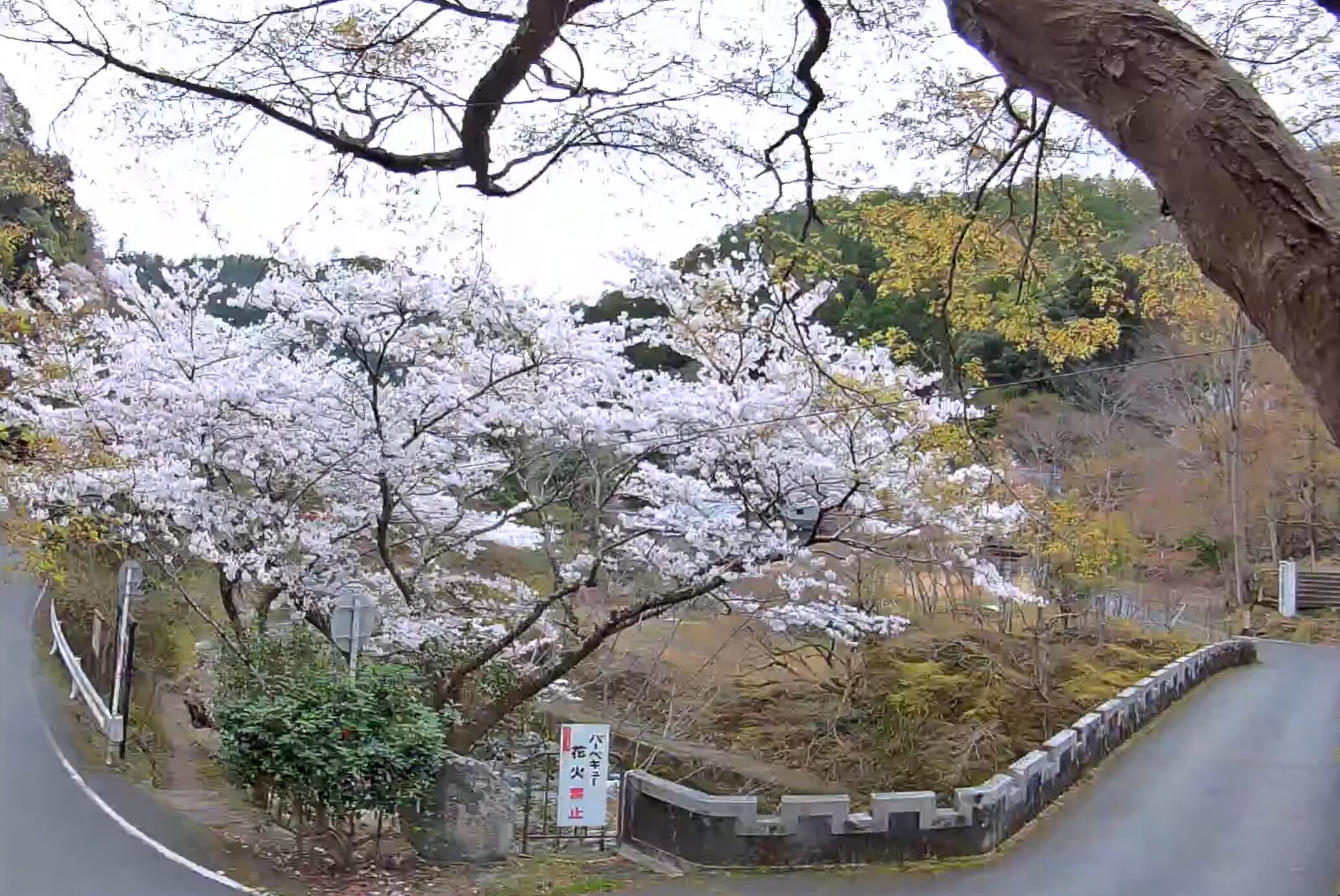 京都さくらや愛宕山麓ライブカメラ(京都府京都市右京区嵯峨清滝一華表町)