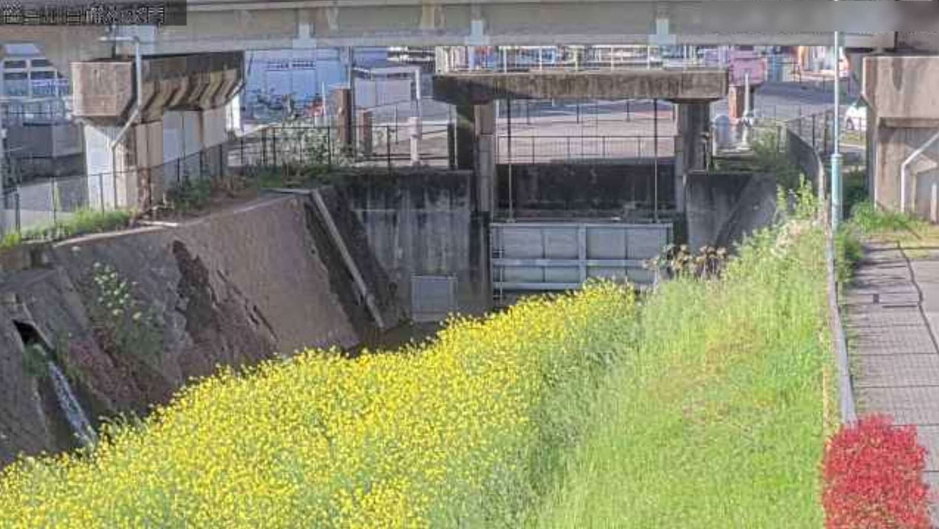 笹目川白幡沼水門ライブカメラ(埼玉県さいたま市南区白幡)