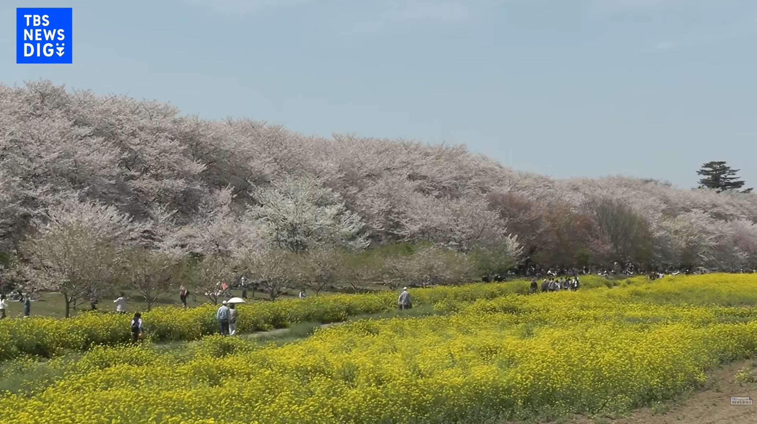 幸手権現堂桜堤ライブカメラ(埼玉県幸手市内国府間)