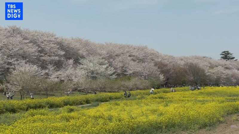 幸手権現堂桜堤ライブカメラ(埼玉県幸手市内国府間) 2026年4月3日 満開の幸手権現堂桜堤