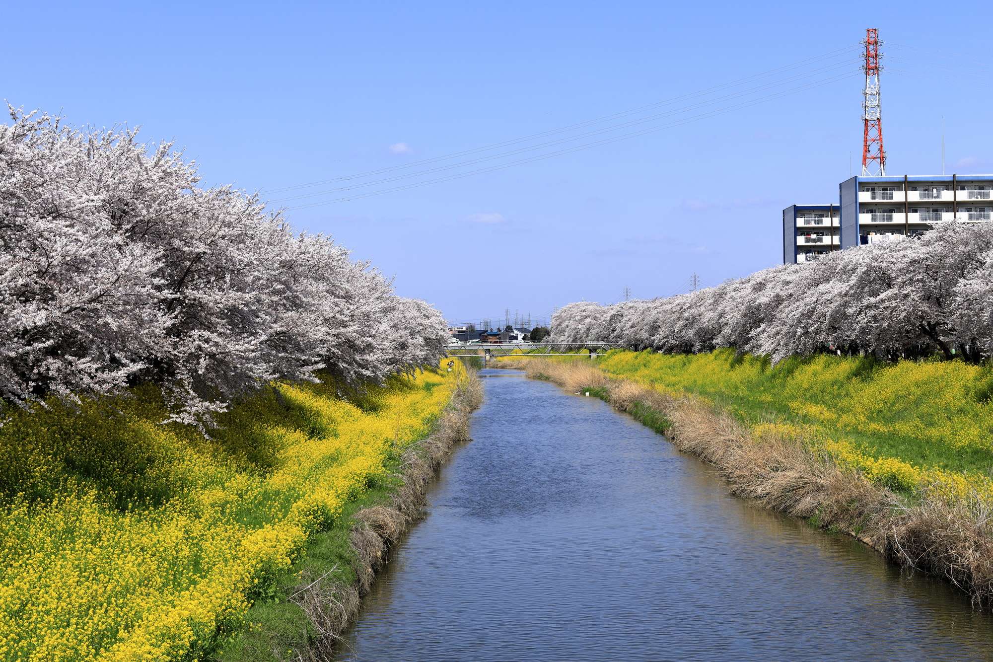 青毛堀川(利根川水系)ライブカメラ一覧
