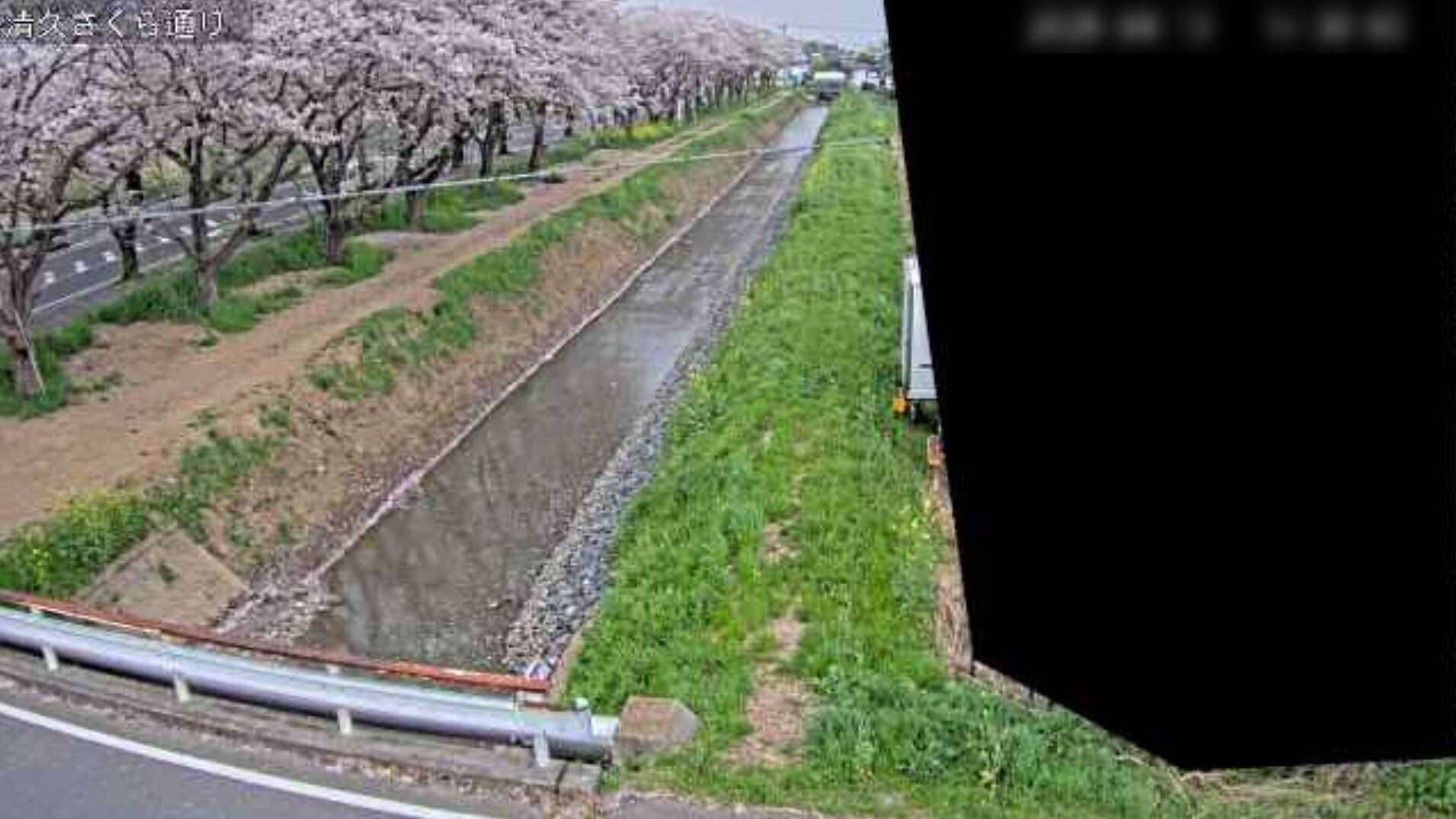 備前前堀川清久さくら通りライブカメラ(埼玉県久喜市清久町)