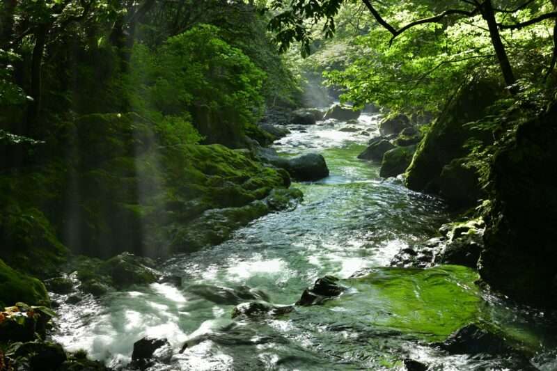 小森川(荒川水系)ライブカメラ一覧