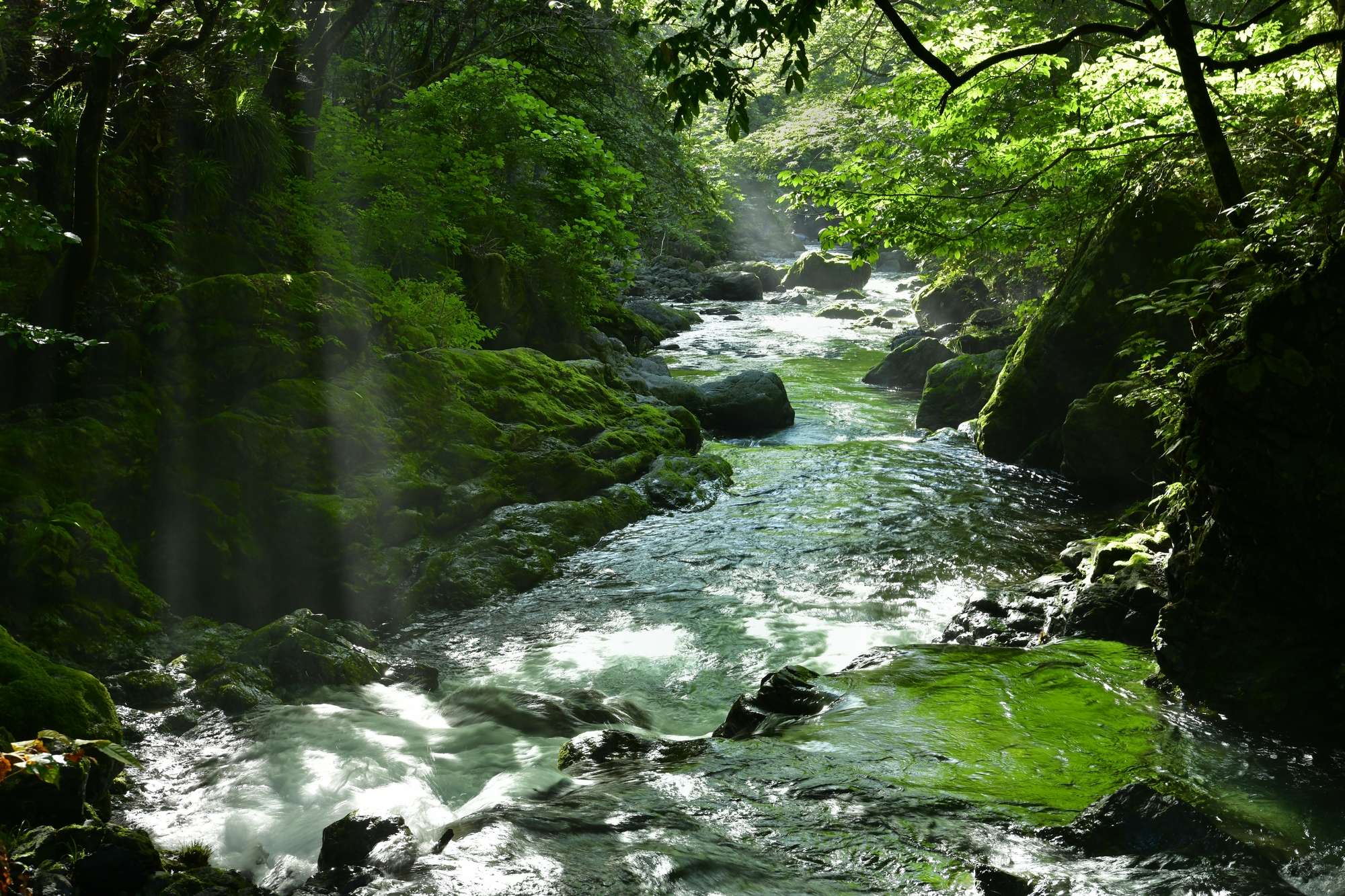 小森川(荒川水系)ライブカメラ一覧