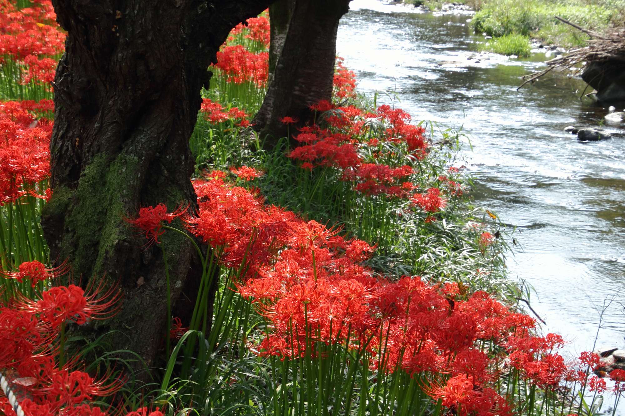 成木川(荒川水系)ライブカメラ一覧