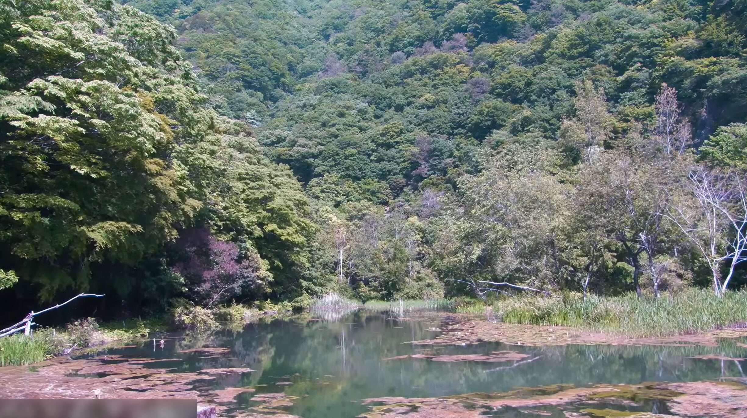 南アルプス邑野鳥公園オシドリ池ライブカメラ(山梨県早川町黒桂)