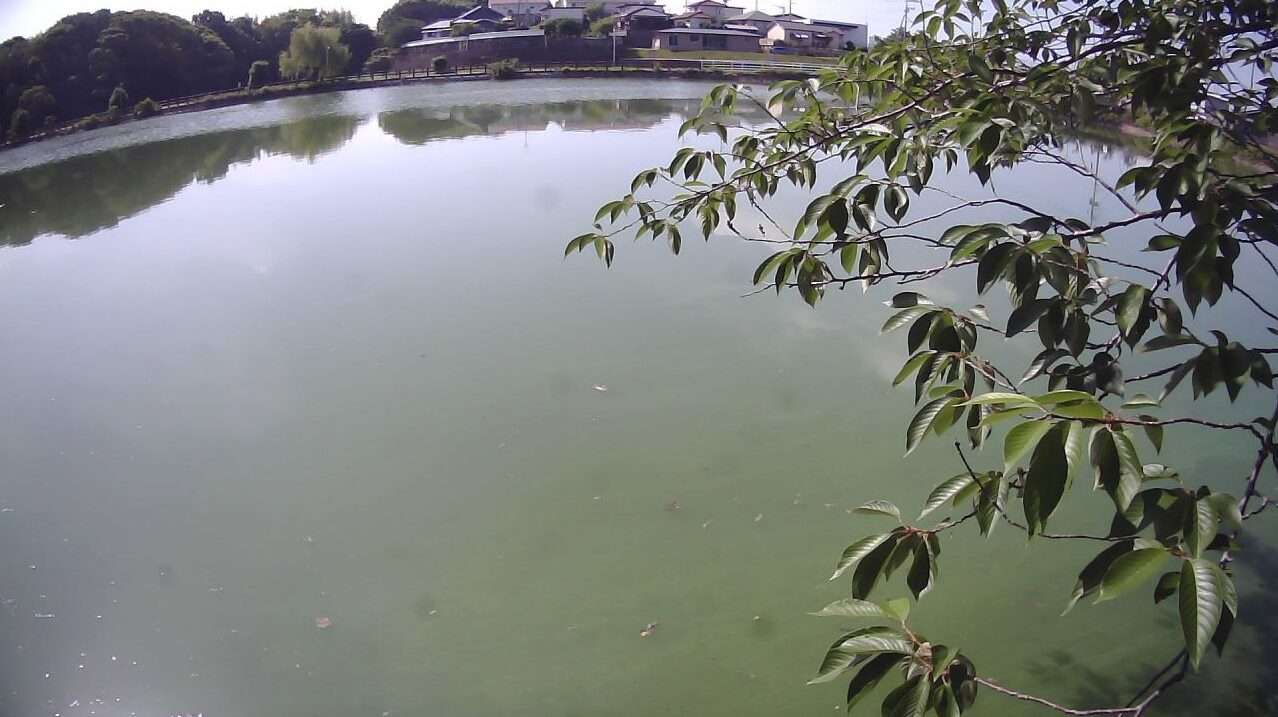 井原堤大和ライブカメラ(福岡県筑後市西牟田)
