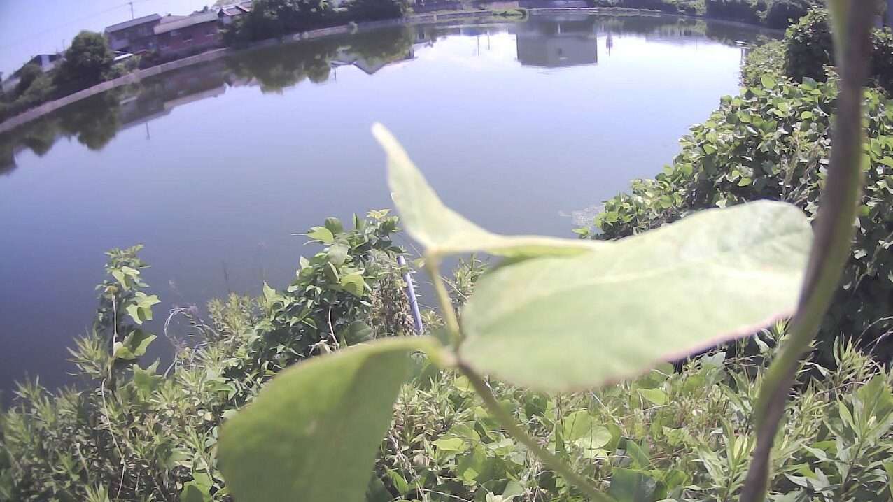 河原ため池上原々北ライブカメラ(福岡県筑後市熊野)