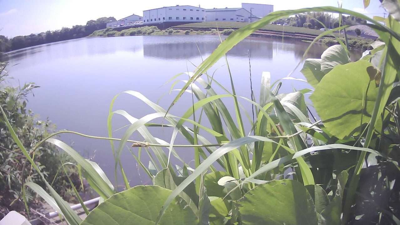 昭和ため池欠塚ライブカメラ(福岡県筑後市前津)