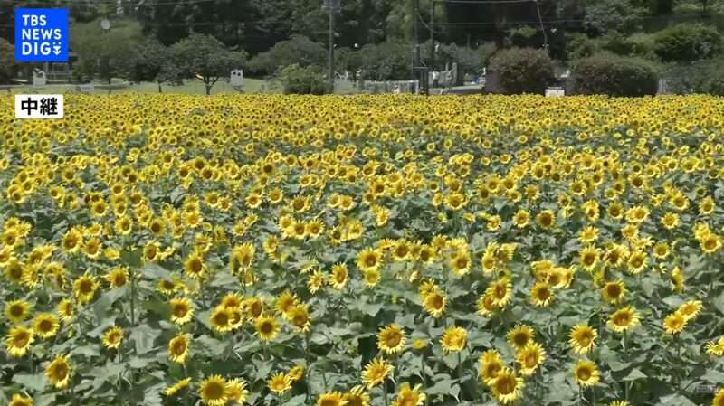 あけぼの山農業公園ひまわり畑ライブカメラ(千葉県柏市布施)