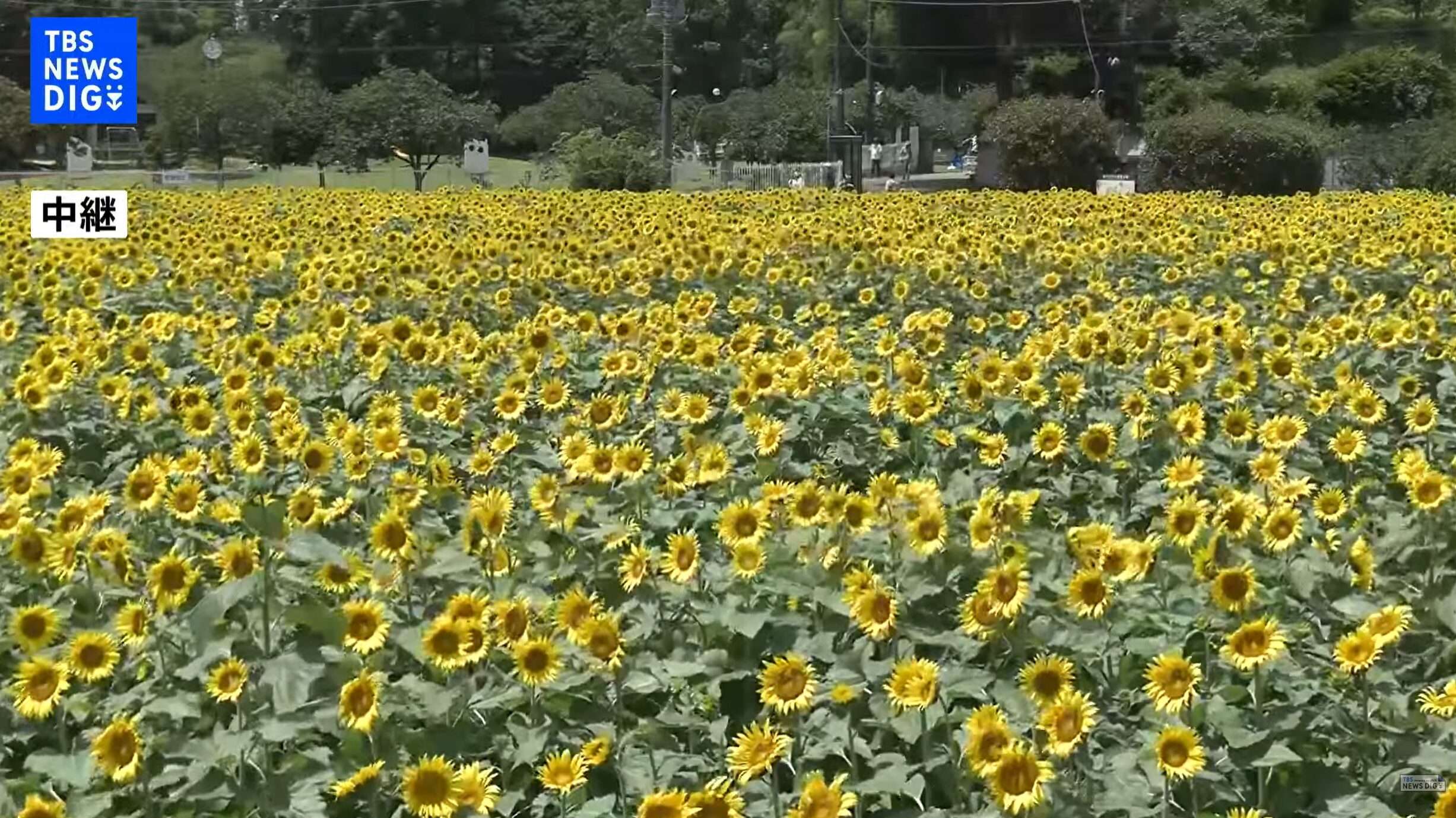 あけぼの山農業公園ひまわり畑ライブカメラ(千葉県柏市布施)