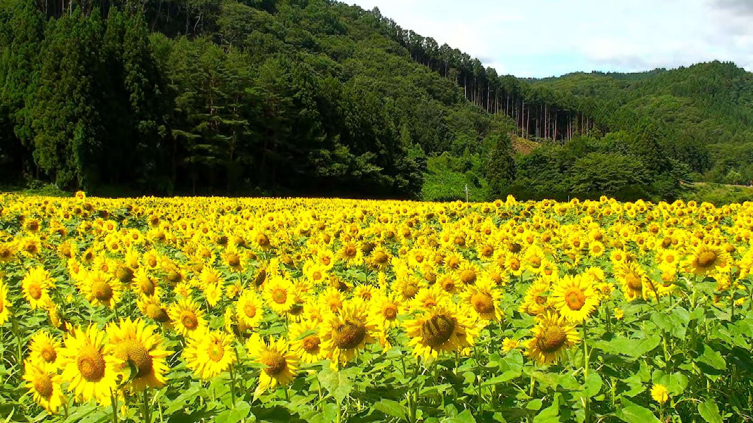 上郷町ひまわり畑ライブカメラ(岩手県遠野市上郷町細越)