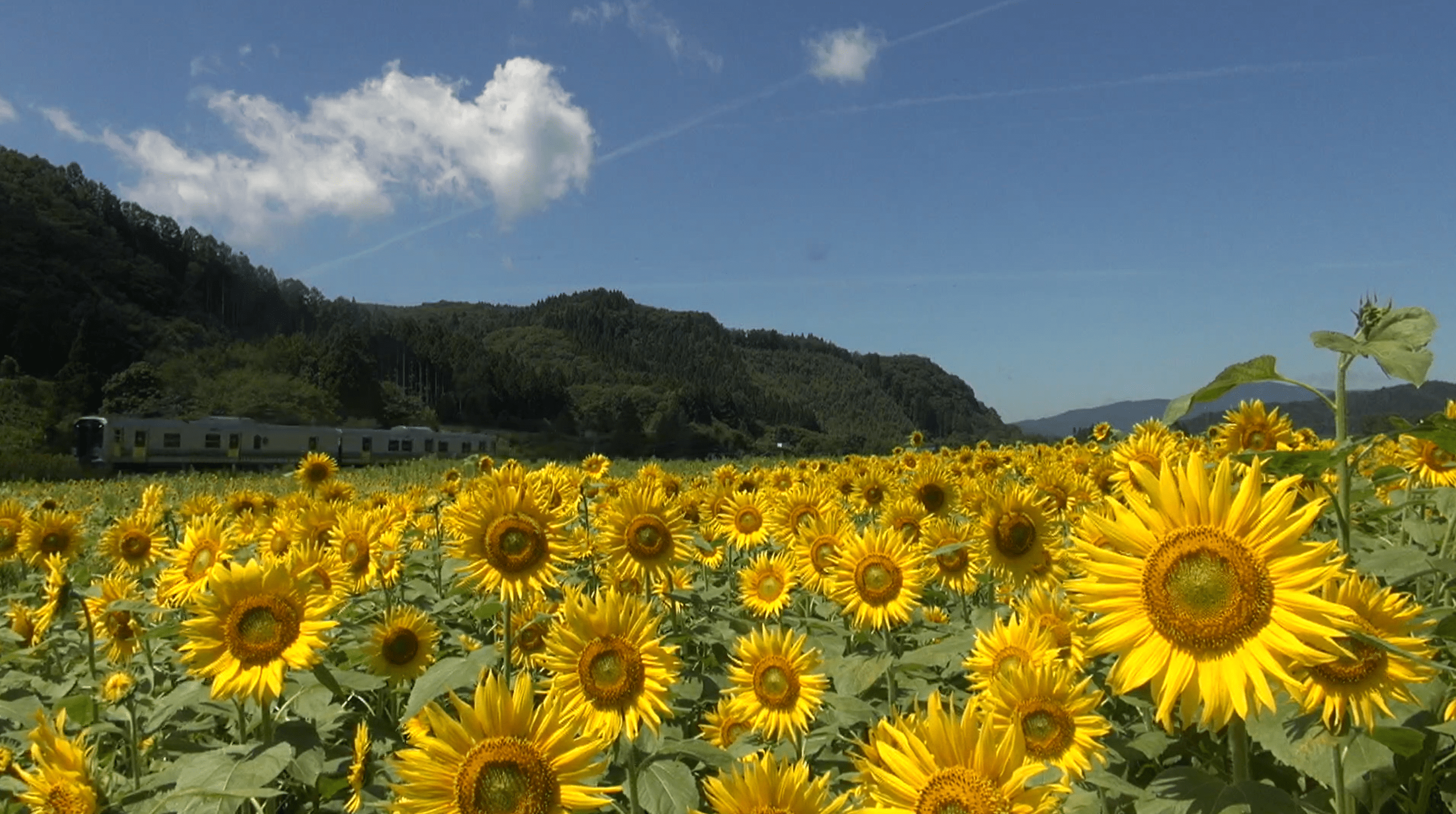 上郷町ひまわり畑ライブカメラ(岩手県遠野市上郷町細越)