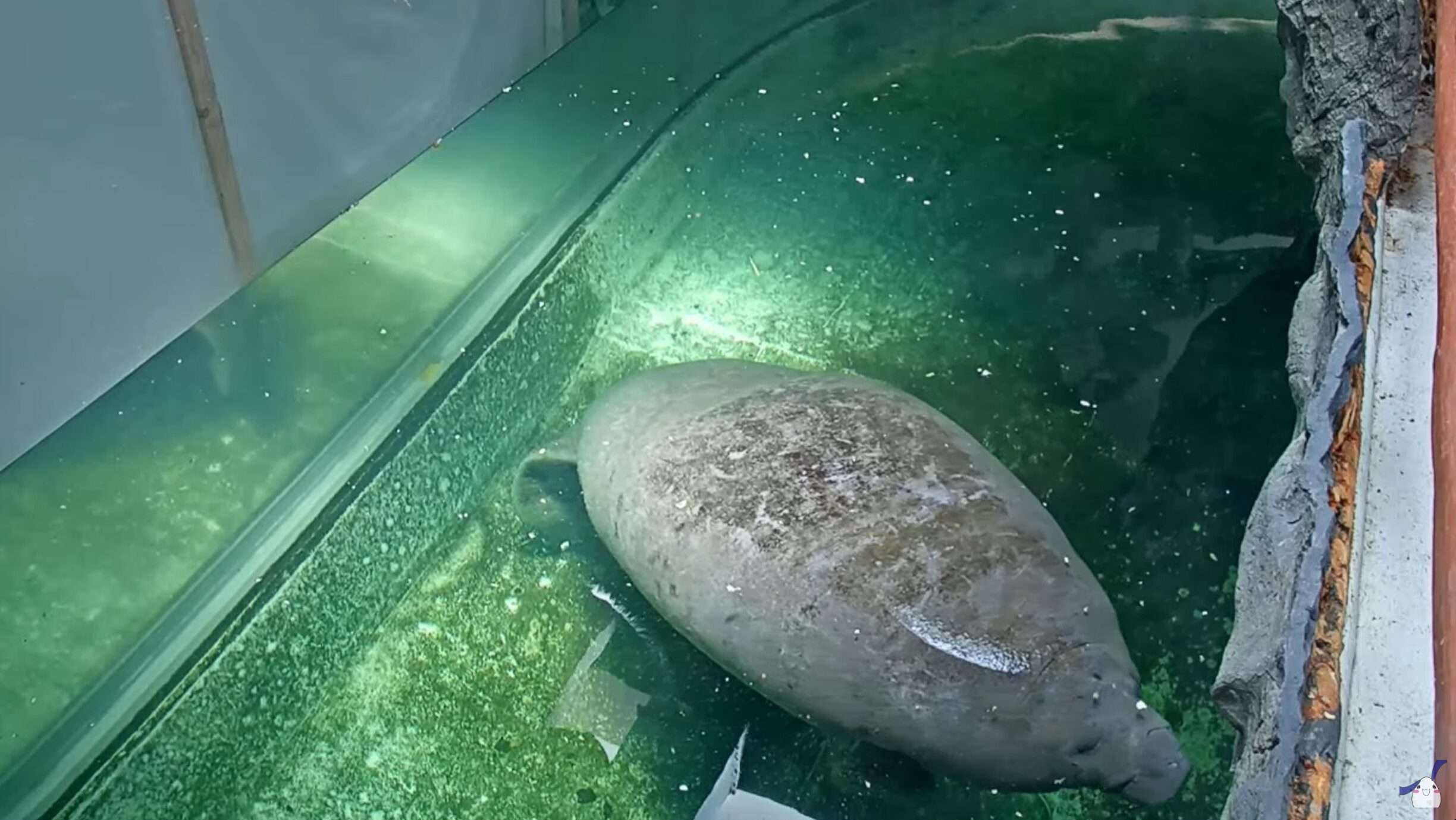 新屋島水族館アメリカマナティーライブカメラ(香川県高松市屋島東町)