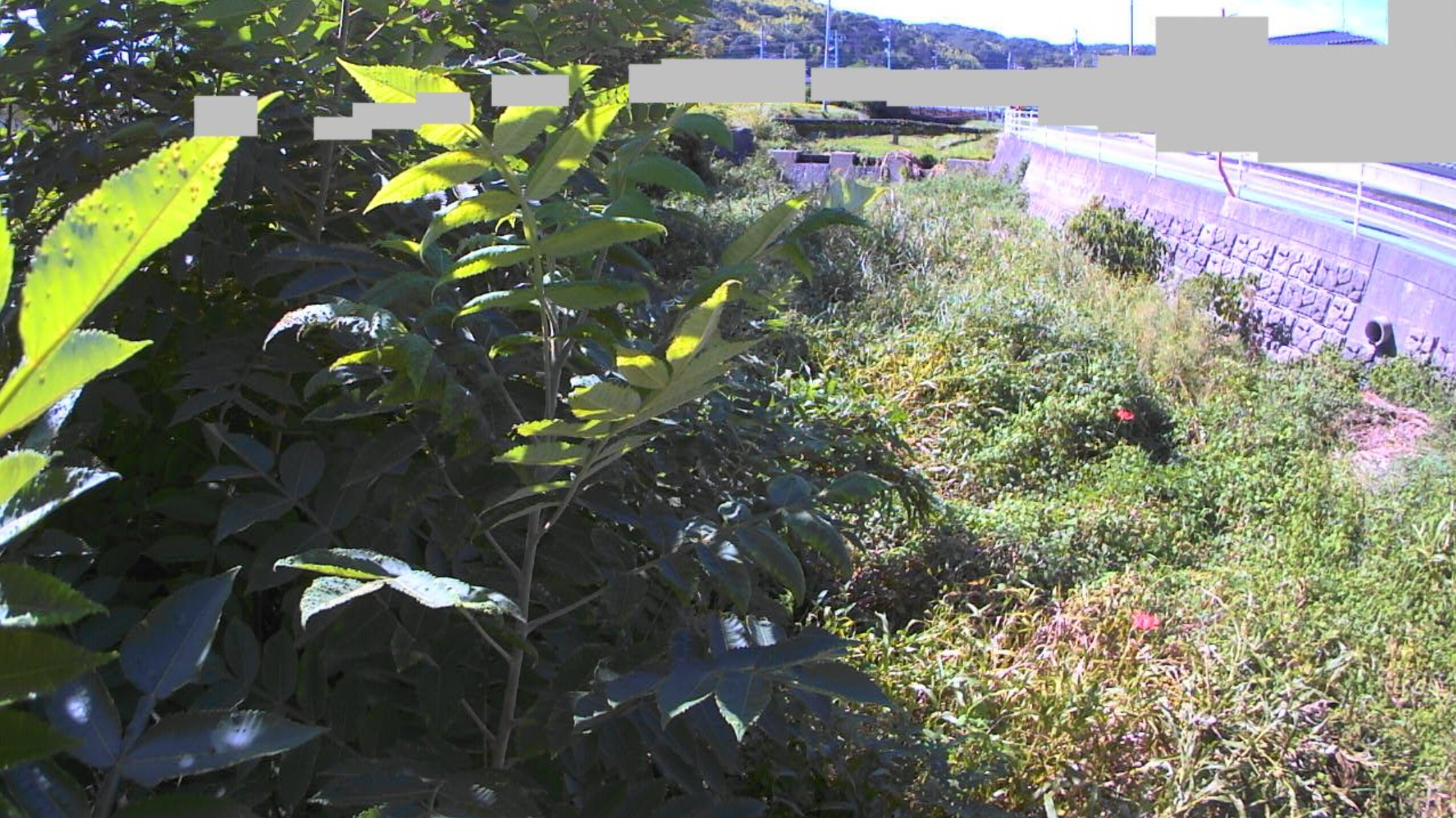 河手川青年橋ライブカメラ(広島県福山市赤坂町赤坂)