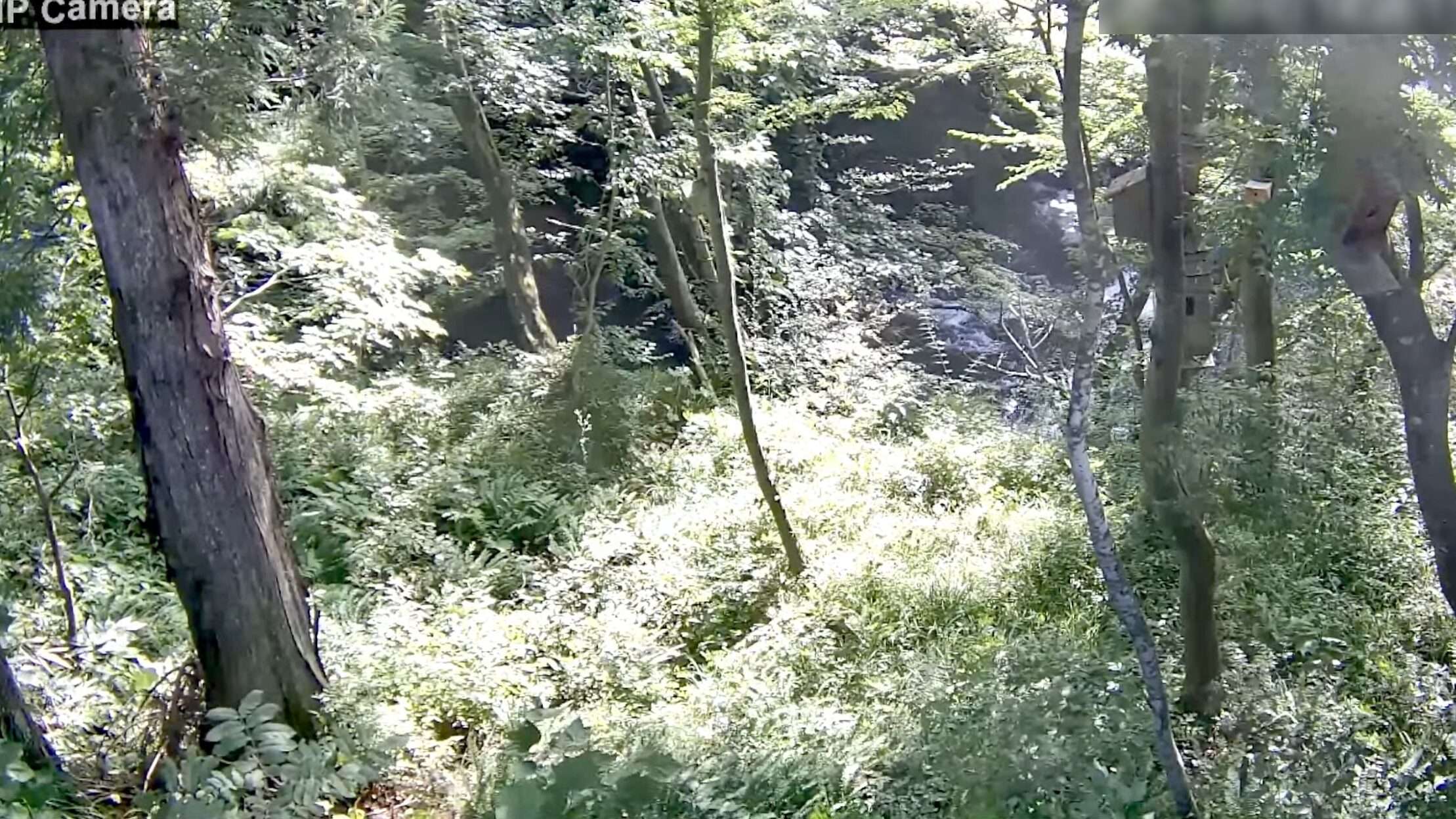 あおい広瀬川ライブカメラ(宮城県仙台市青葉区作並)