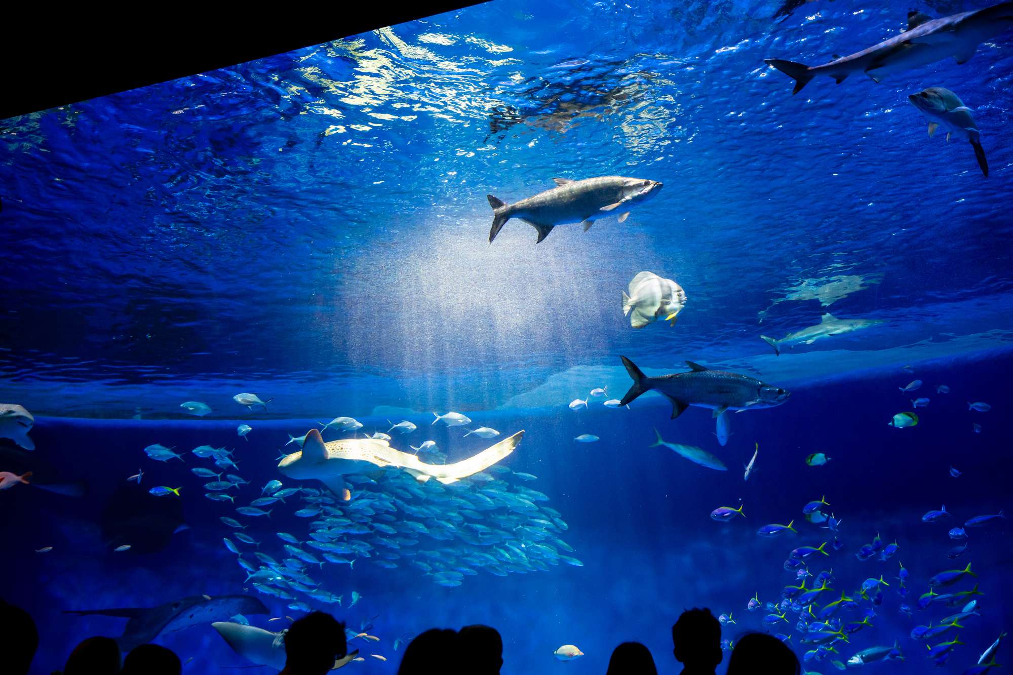 水族館ライブカメラ一覧