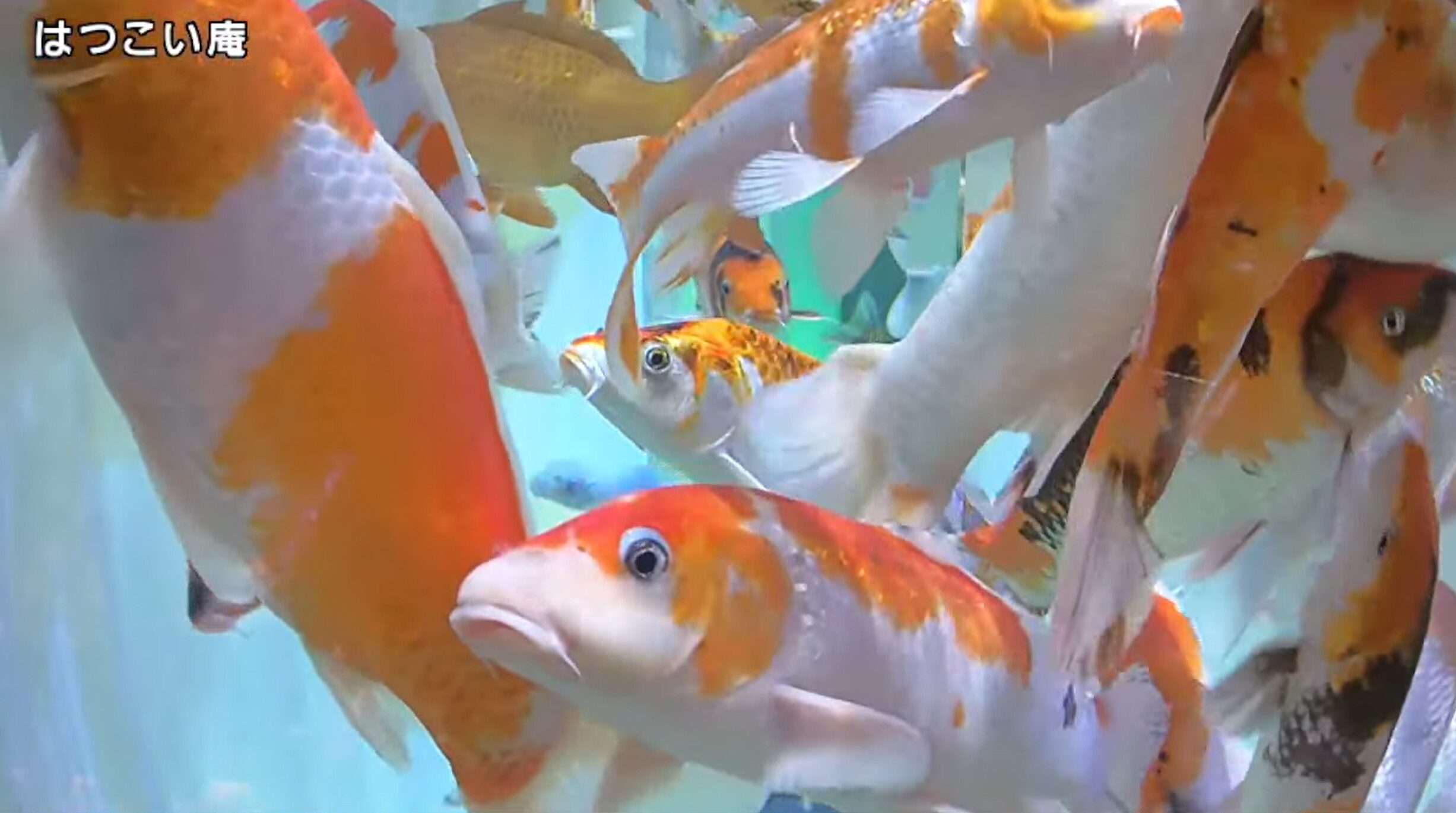 宮島水族館はつこい庵ライブカメラ(広島県廿日市市宮島町)